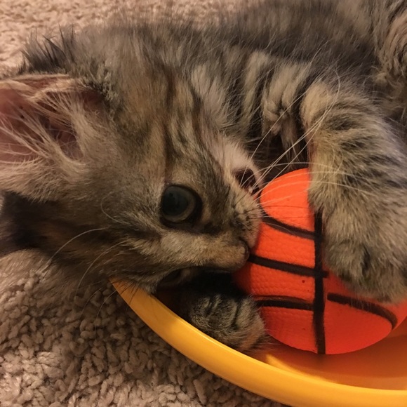 Meet your Posher, Hiromi - Picture 1 of 1